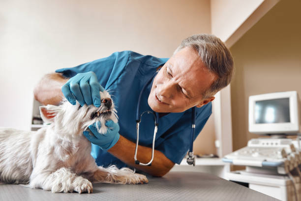 Best Emergency Treatment for Dental Infections or Abscesses in Lumberton, TX